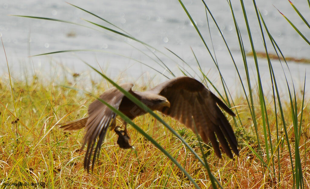 Black Kiteadult