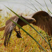 Black Kite