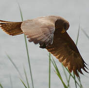 Black Kite