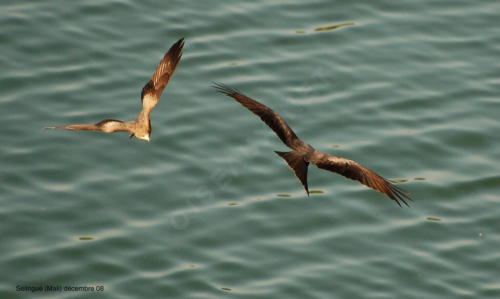 Black Kite