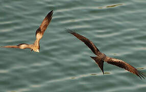 Black Kite