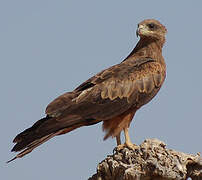 Black Kite