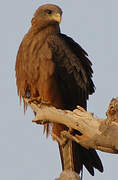 Black Kite