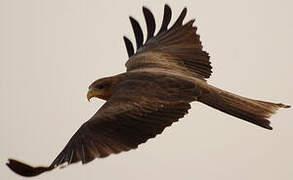 Black Kite