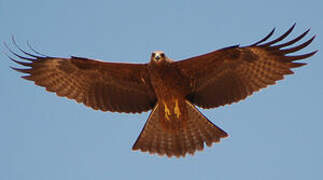 Black Kite