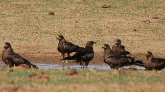 Black Kite