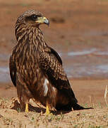 Black Kite