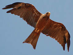 Black Kite