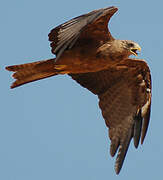 Black Kite