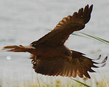 Black Kite