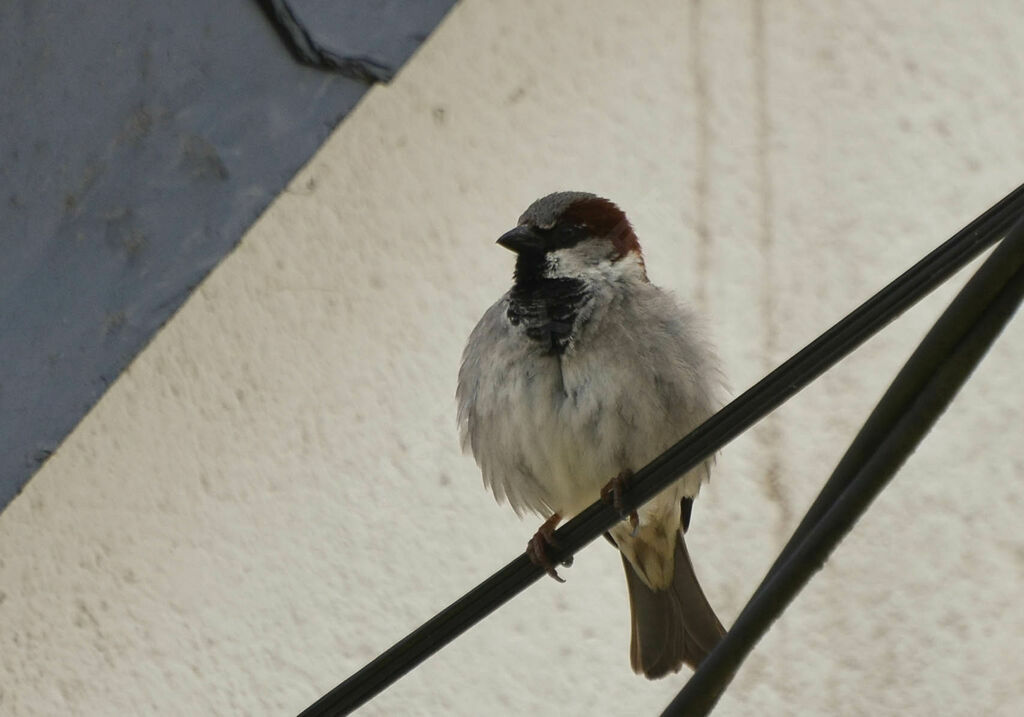 Moineau domestique mâle adulte, identification