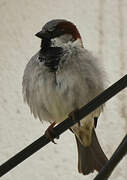 House Sparrow