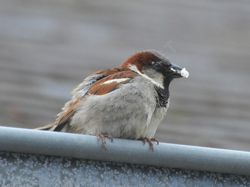 House Sparrow male adult, Reproduction-nesting