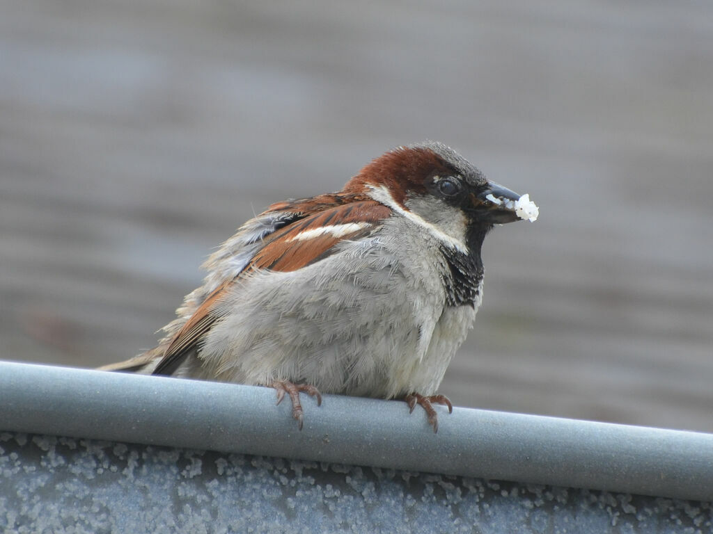 Moineau domestique mâle adulte, Nidification