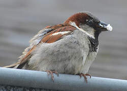 Moineau domestique