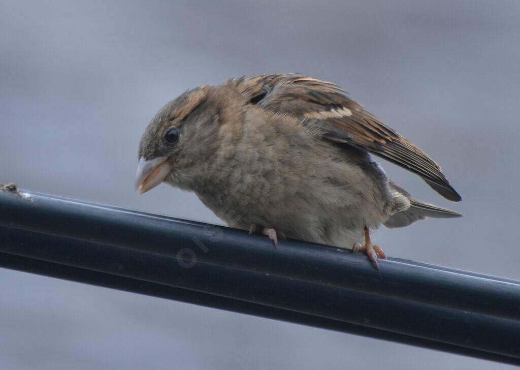 Moineau domestique femelle adulte