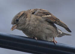 House Sparrow