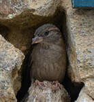 Moineau domestique