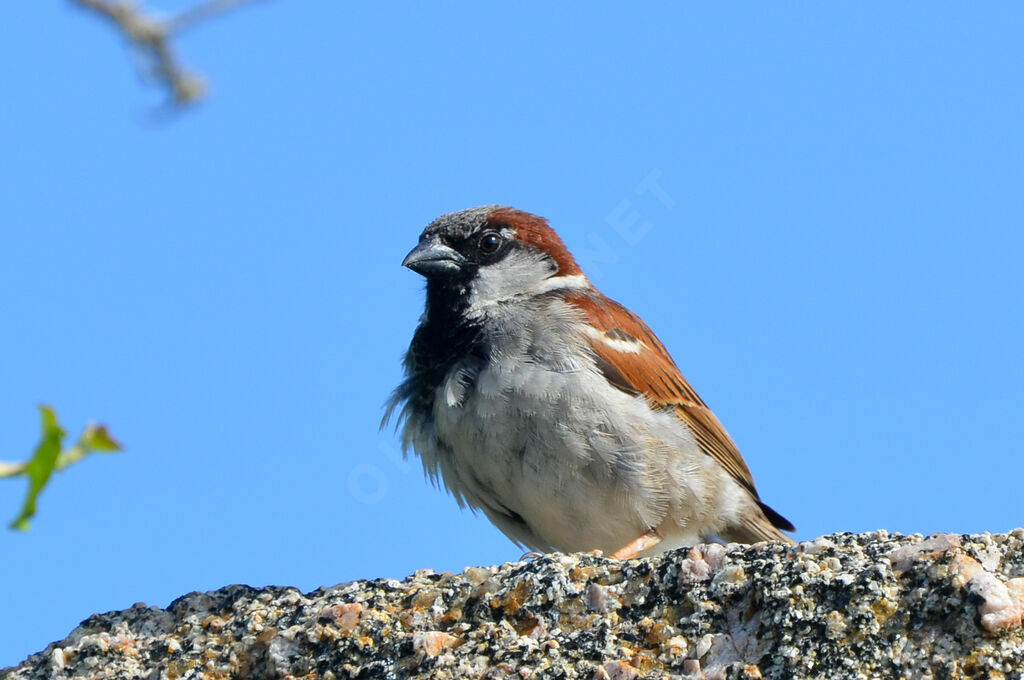 Moineau domestique mâle adulte, identification