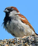 Moineau domestique