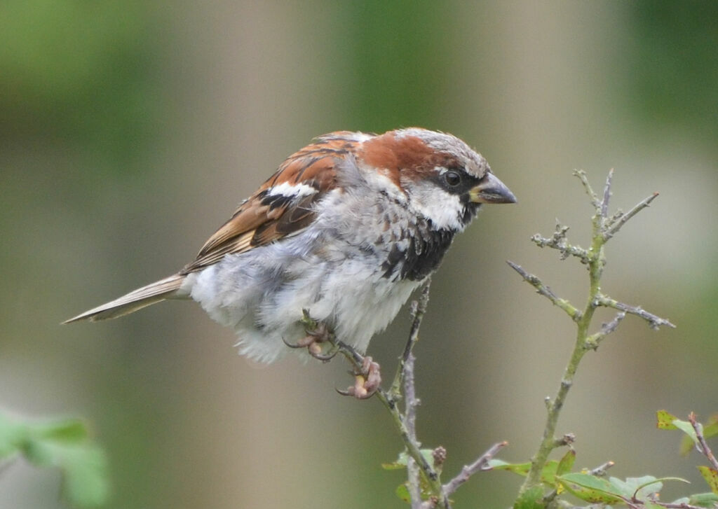 House Sparrow male adult, identification