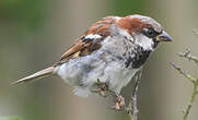 Moineau domestique