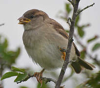 House Sparrow