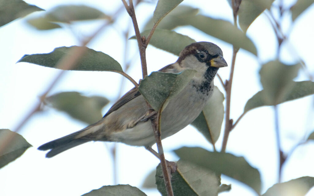 House Sparrowadult