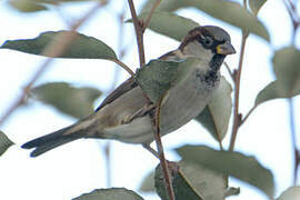 House Sparrow