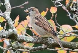 House Sparrow