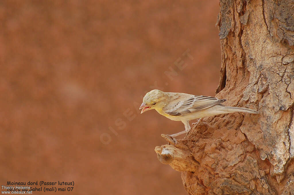 Sudan Golden Sparrow female adult, identification