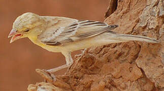 Sudan Golden Sparrow