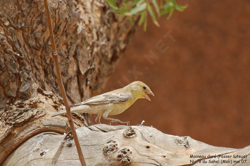Sudan Golden Sparrow female