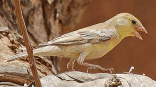 Sudan Golden Sparrow