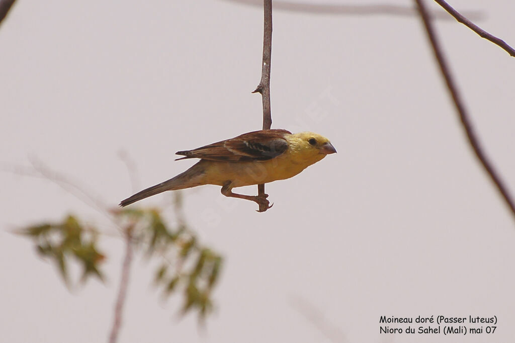 Sudan Golden Sparrow male