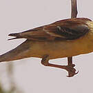 Moineau doré