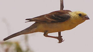 Sudan Golden Sparrow