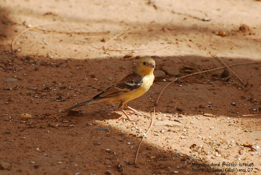 Moineau doré