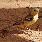 Moineau doré