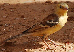 Sudan Golden Sparrow