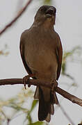 Northern Grey-headed Sparrow