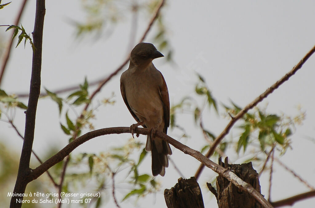 Northern Grey-headed Sparrow male adult