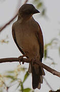 Northern Grey-headed Sparrow