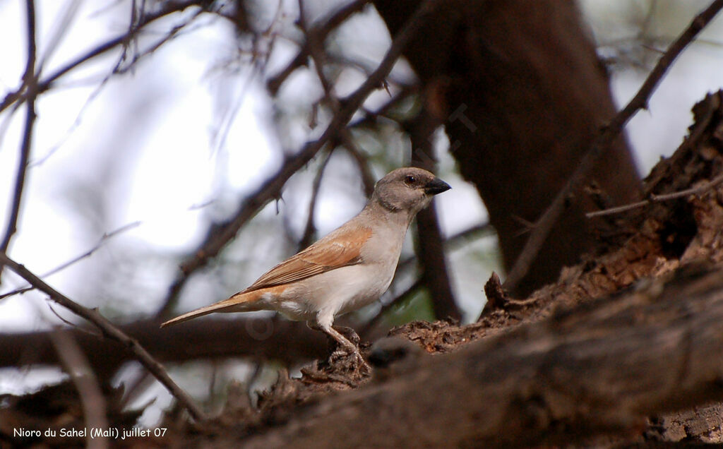 Northern Grey-headed Sparrow