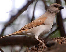 Northern Grey-headed Sparrow