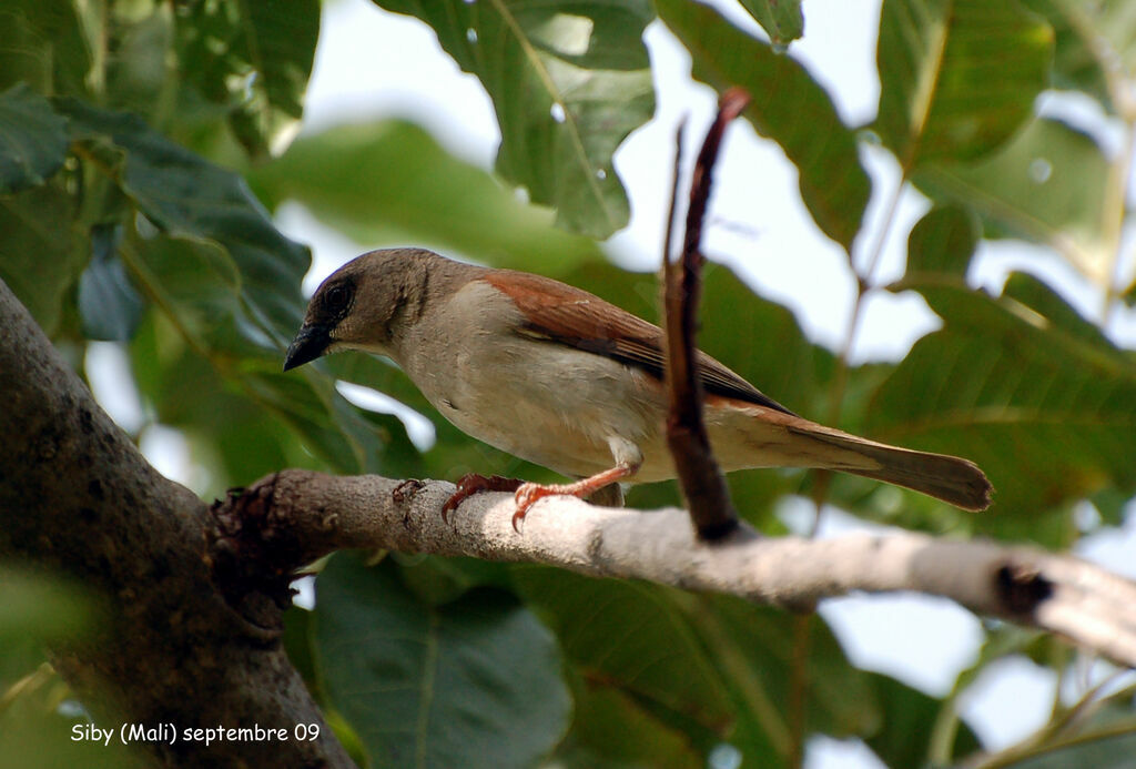 Moineau grisadulte, identification