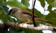 Moineau gris