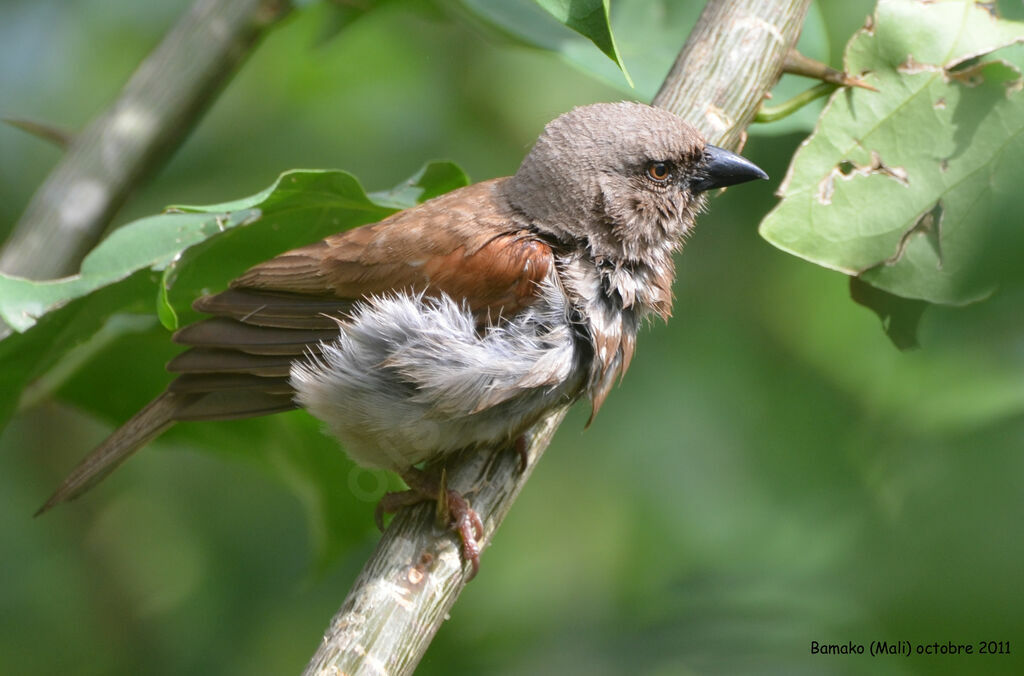 Northern Grey-headed Sparrowadult, identification