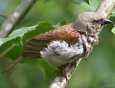 Northern Grey-headed Sparrow