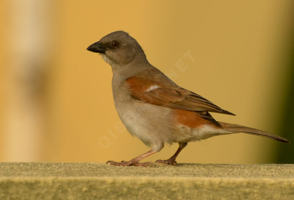 Northern Grey-headed Sparrowadult